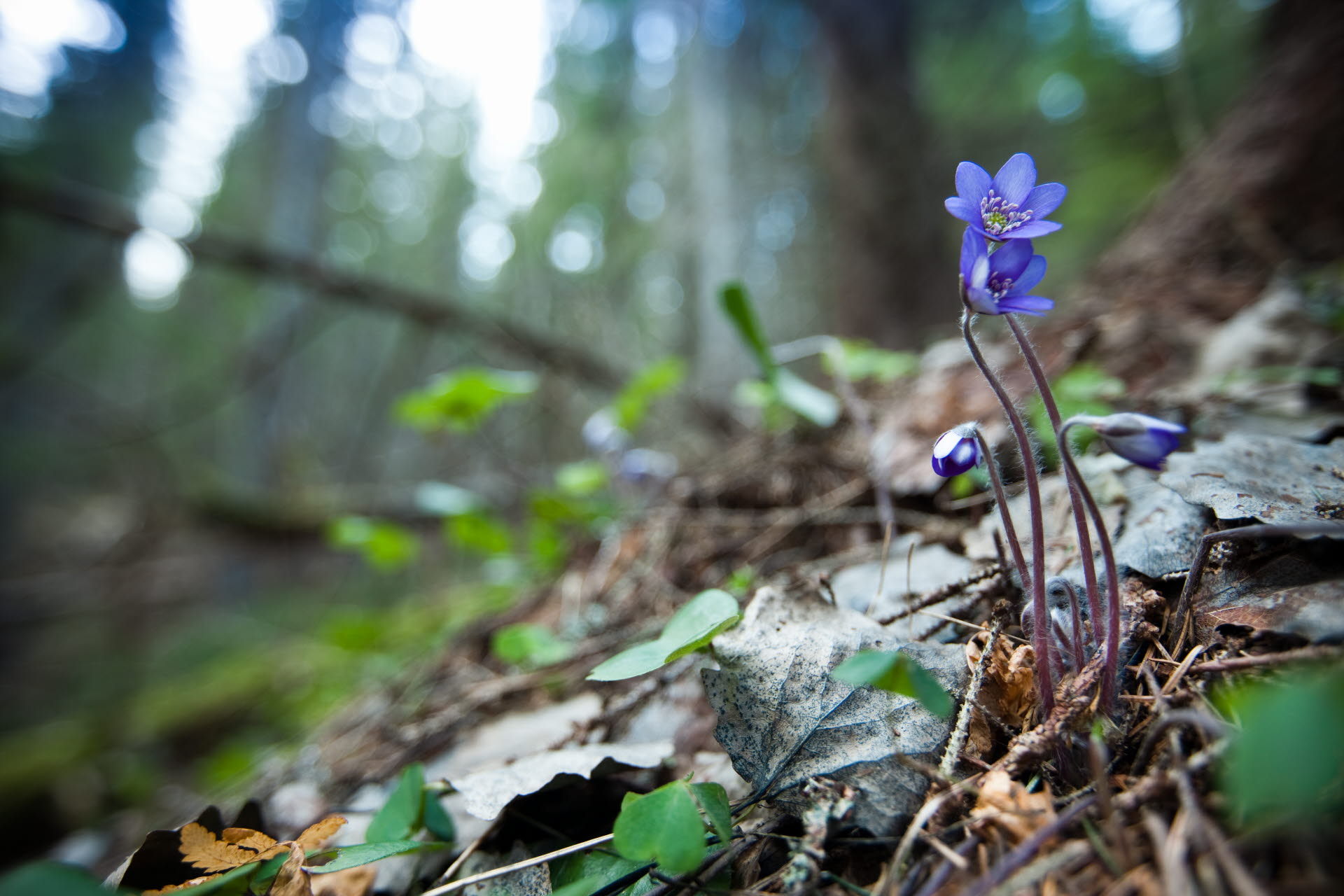 Blå blomma i skog