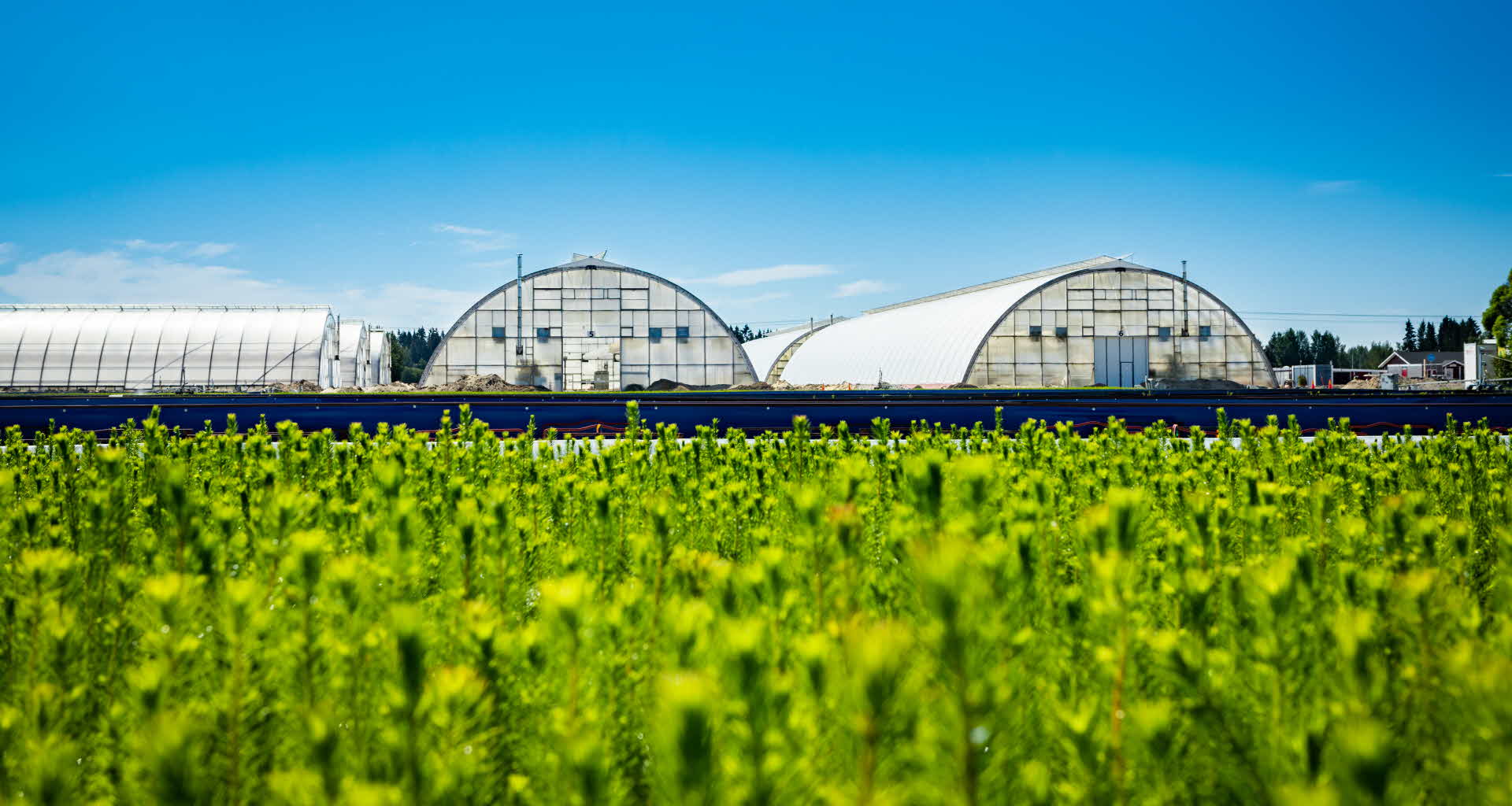  a greenhouse at Bogrundet tree nusery with seedlings in the front