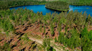 Naturvårdsavverkning i en fäbodskog