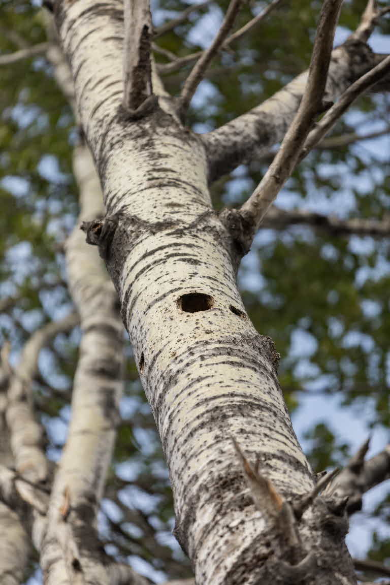 birds nest in a tree