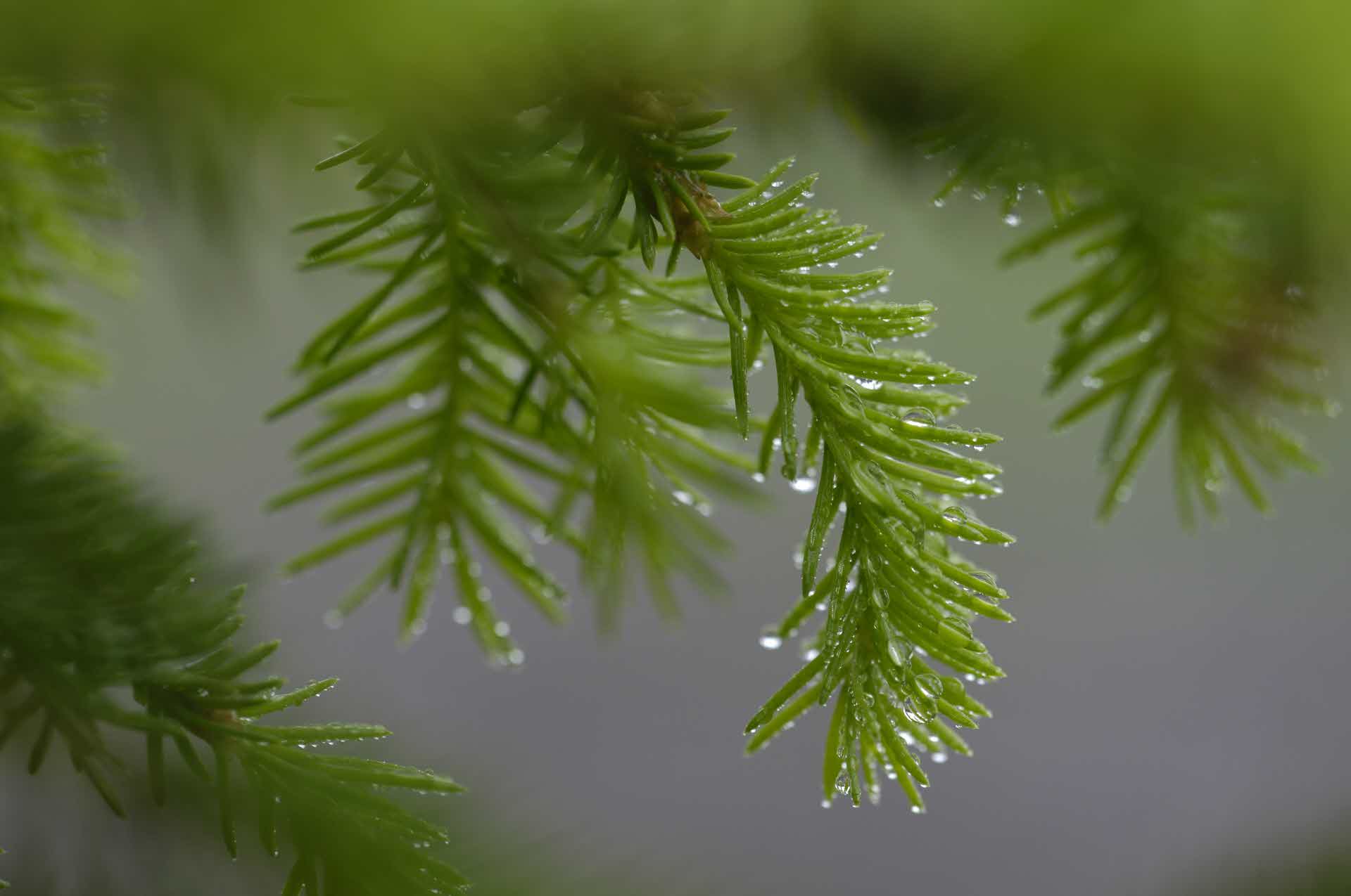 pine cone