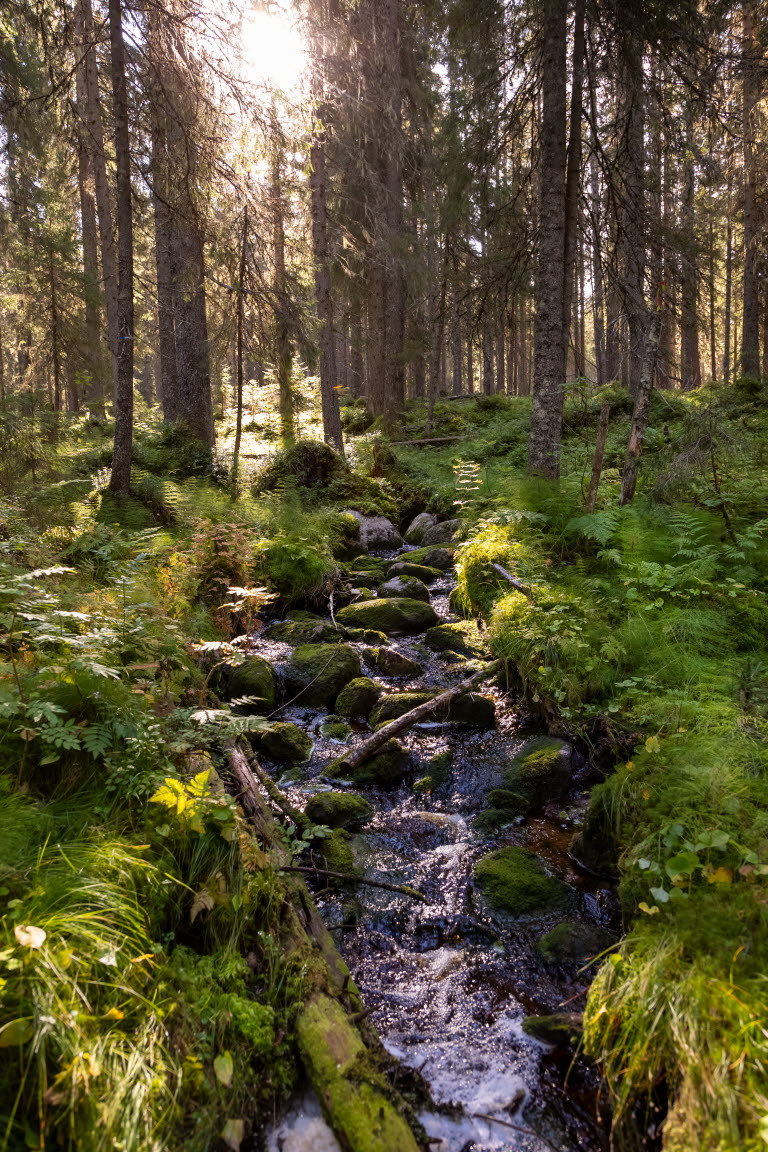 Kantzon mot en bäck