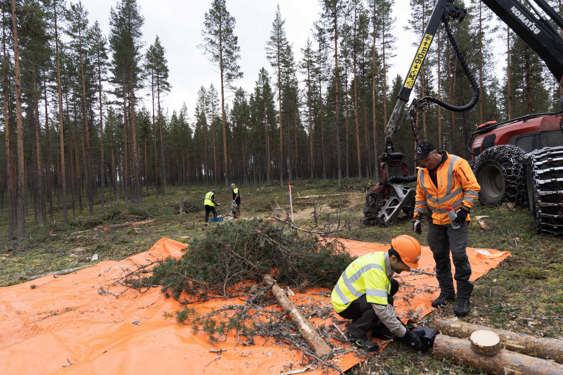 Provtagning på tallar
