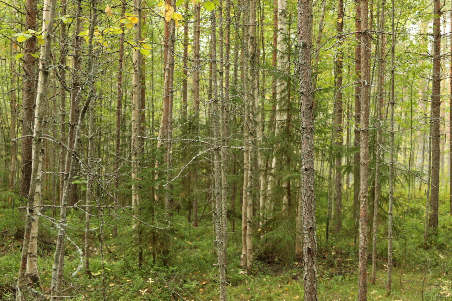 Oskött skog, första gallring dålig, ca 40 år