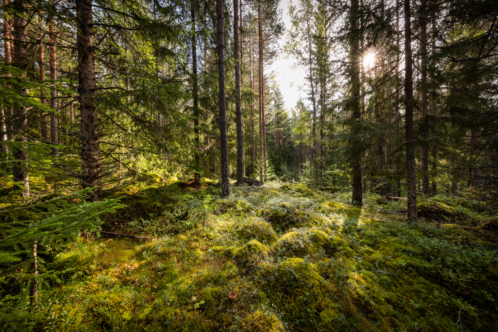 a forest with pines and spruces in sunlight
