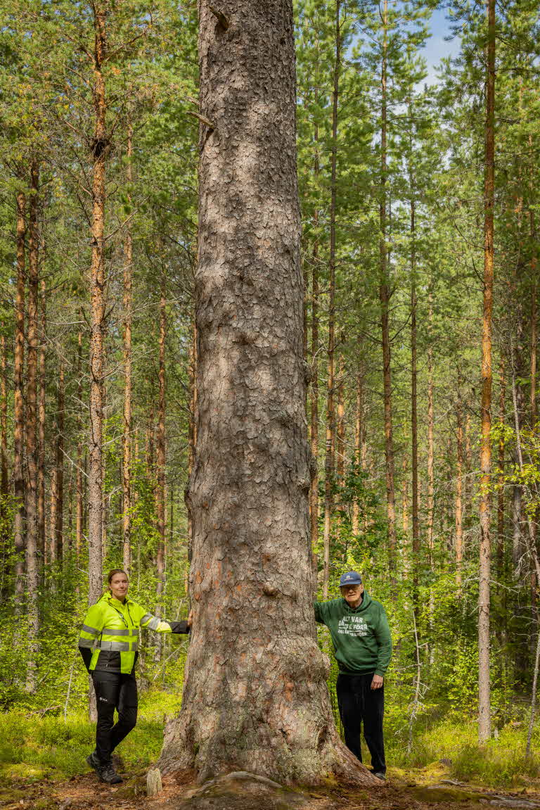 SCAs skötselansvarige och Sven Elfving vid en av tallarna