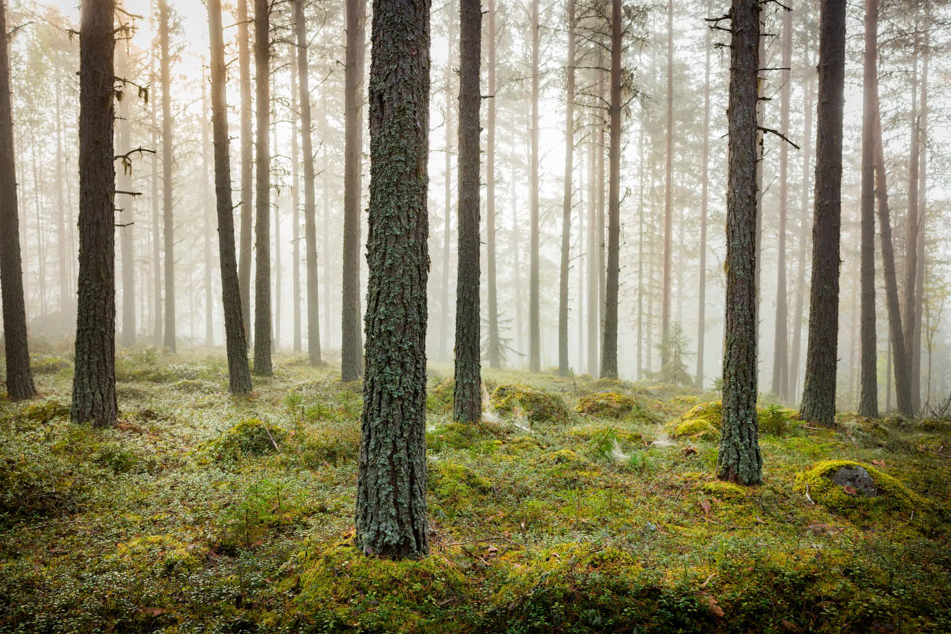 Tallskog i dimma.