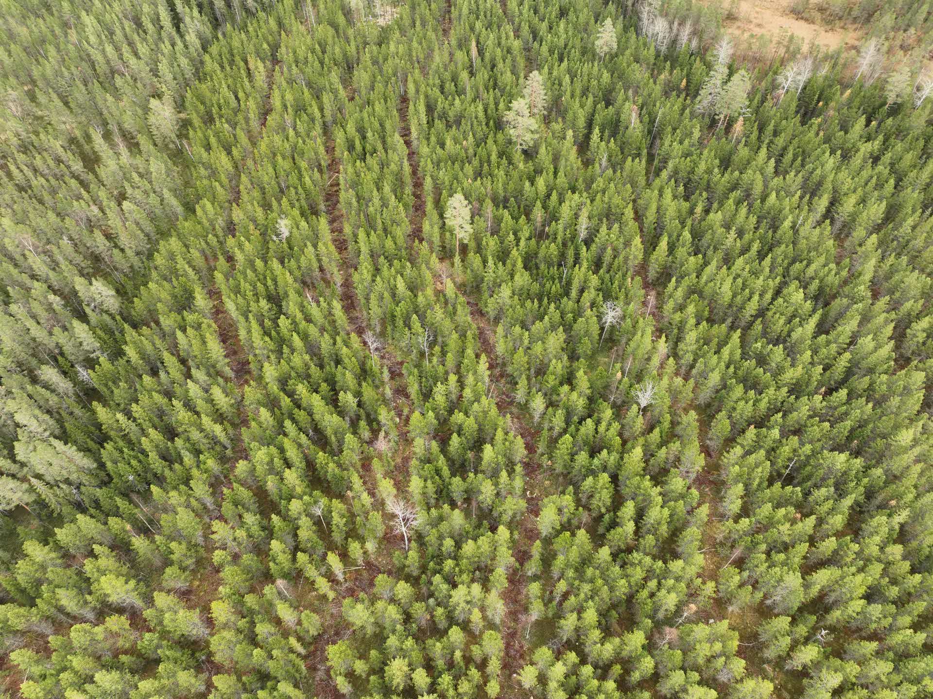 stickvägar i skogen