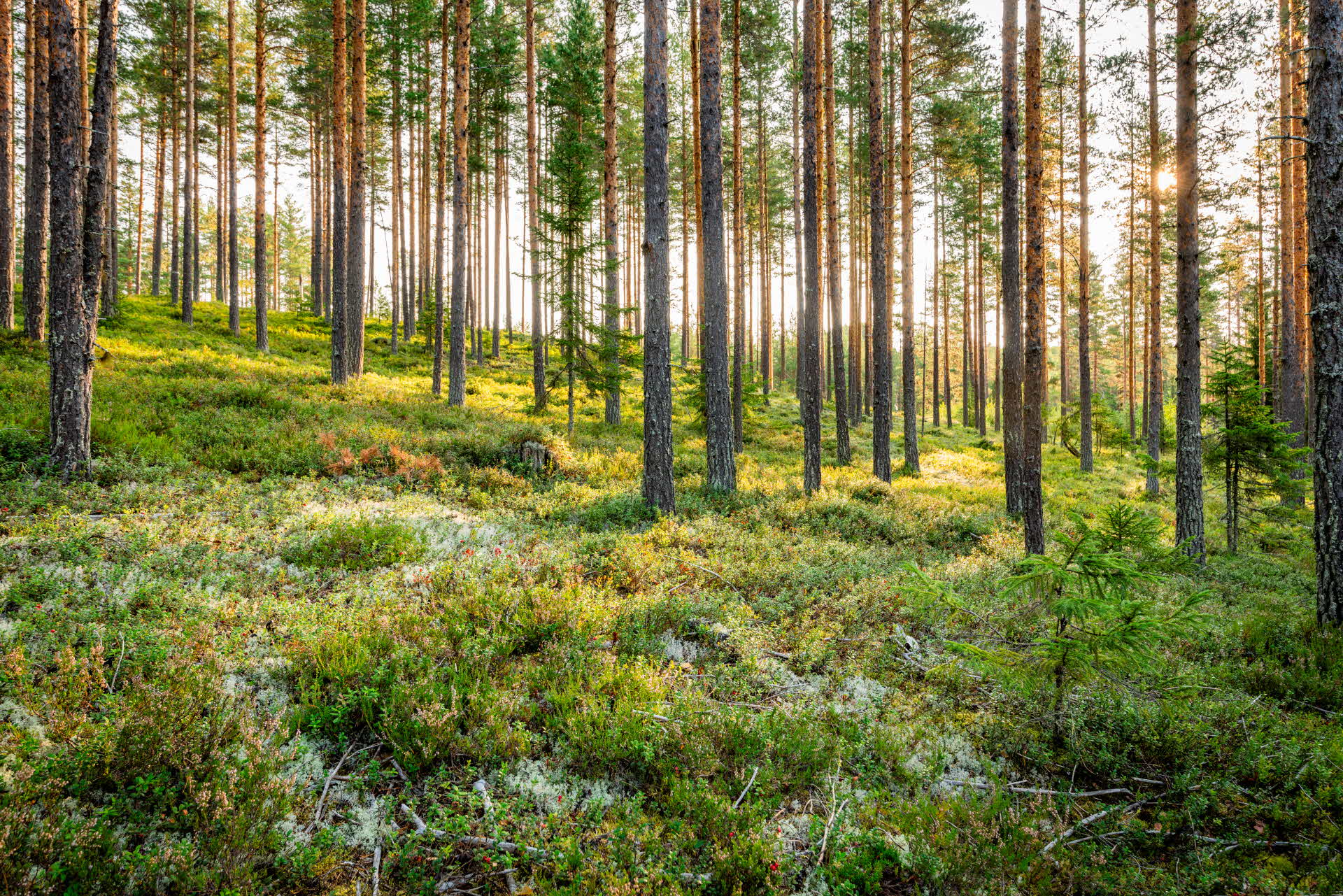 tallskog 