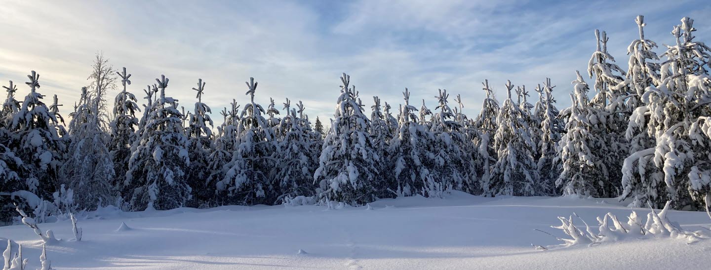 Vinter i skogen, Medelpad