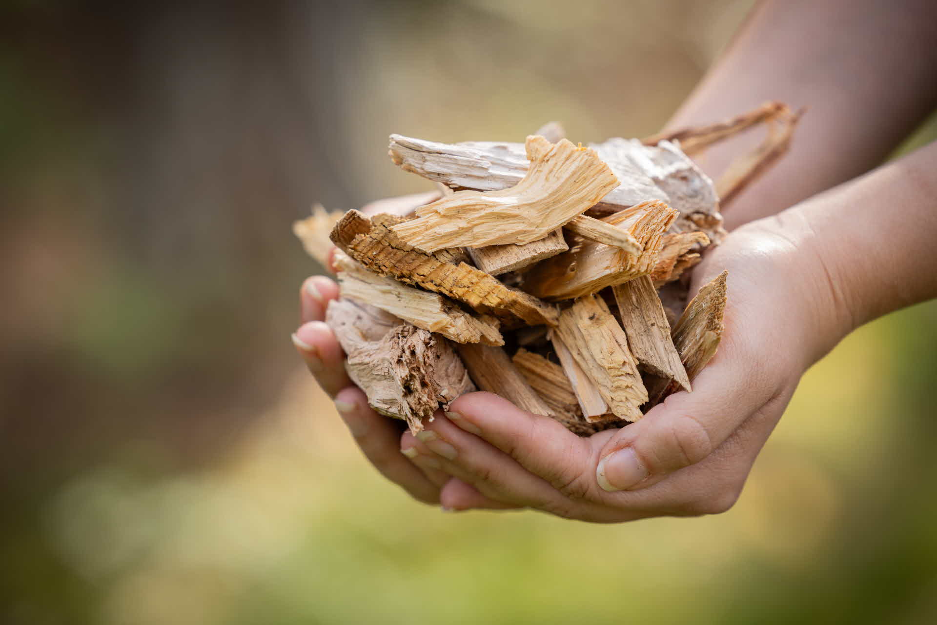 Händer håller stamvedsflis