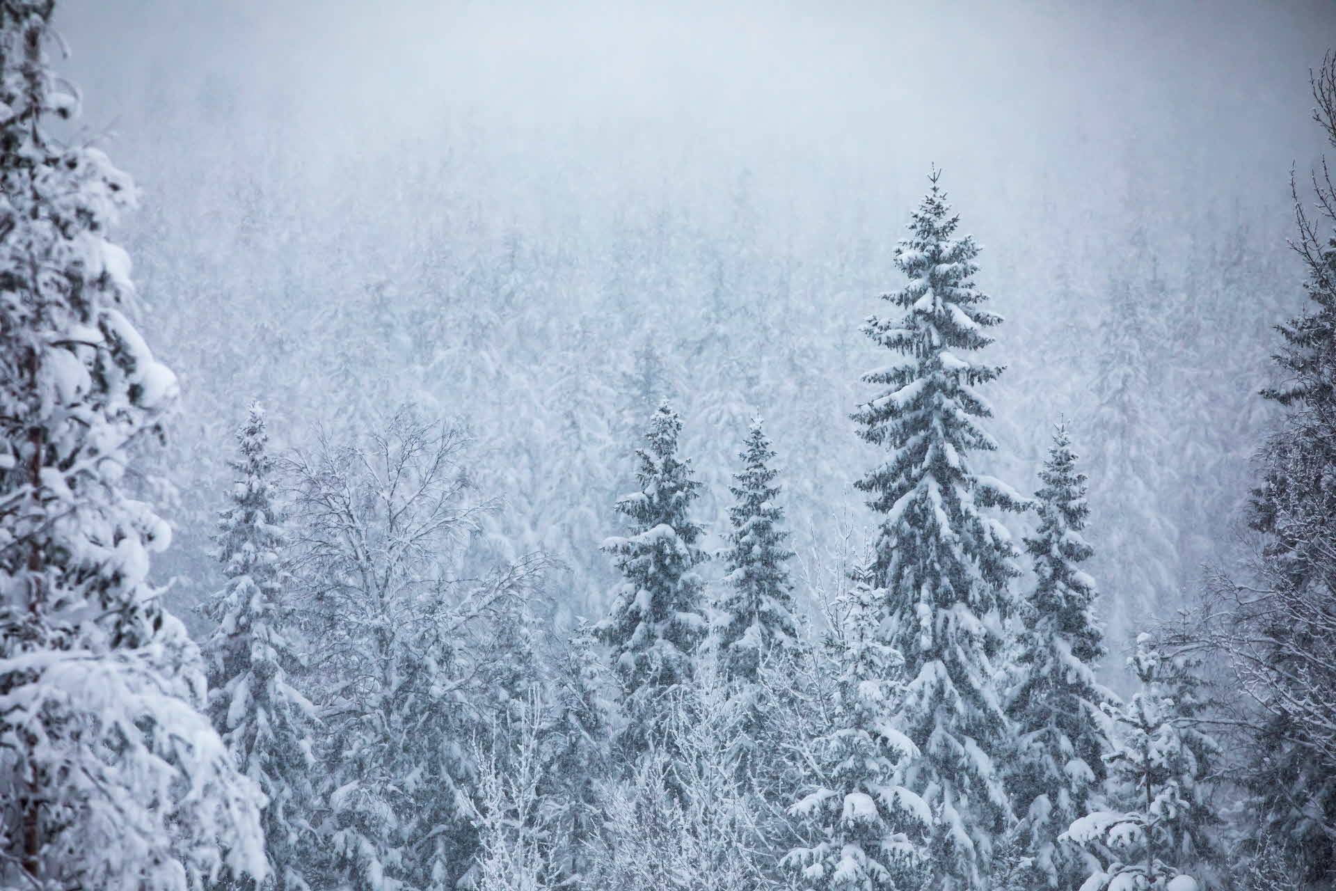 Vinterskog