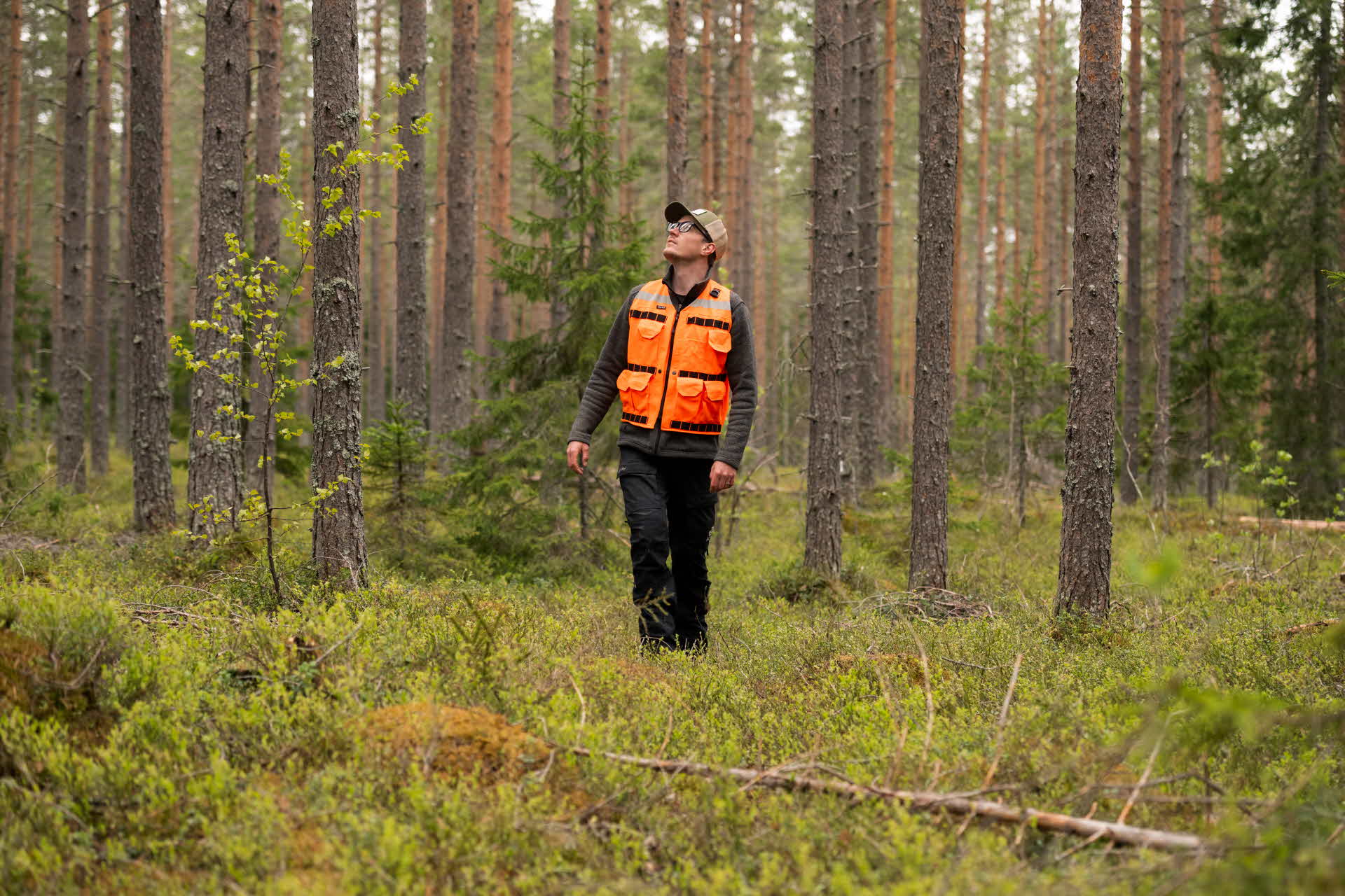 traktplanerare i skogen