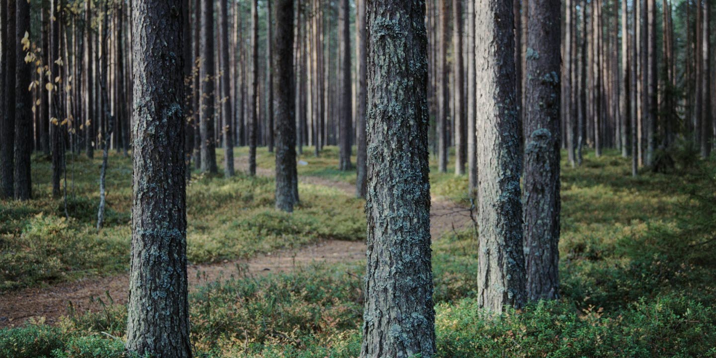 Vacker skog.