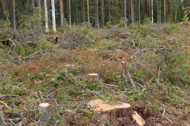 bild på föryngringsavverkad trakt