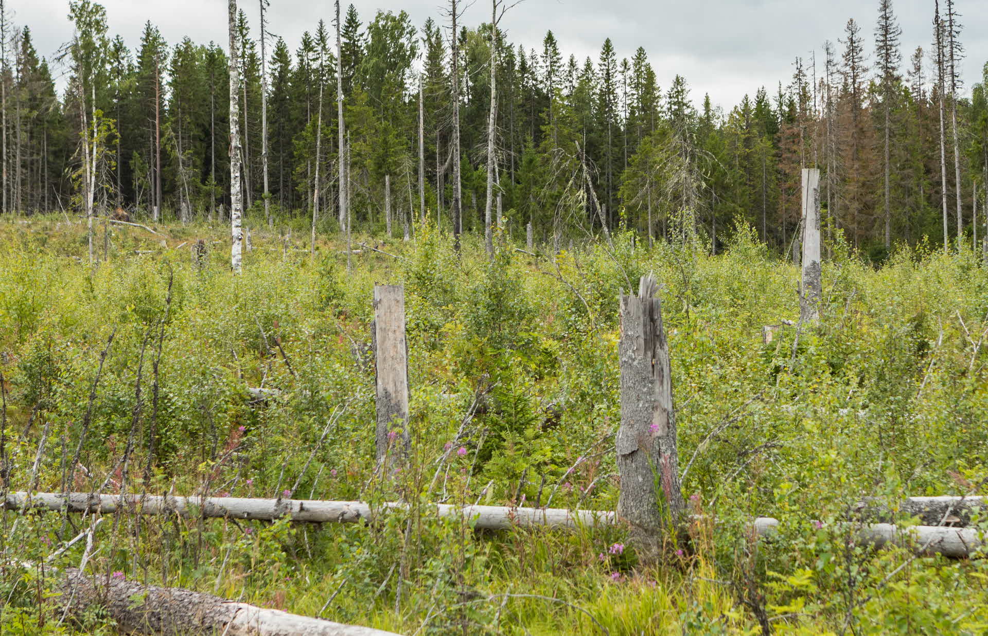 dead wood, so called high stumps