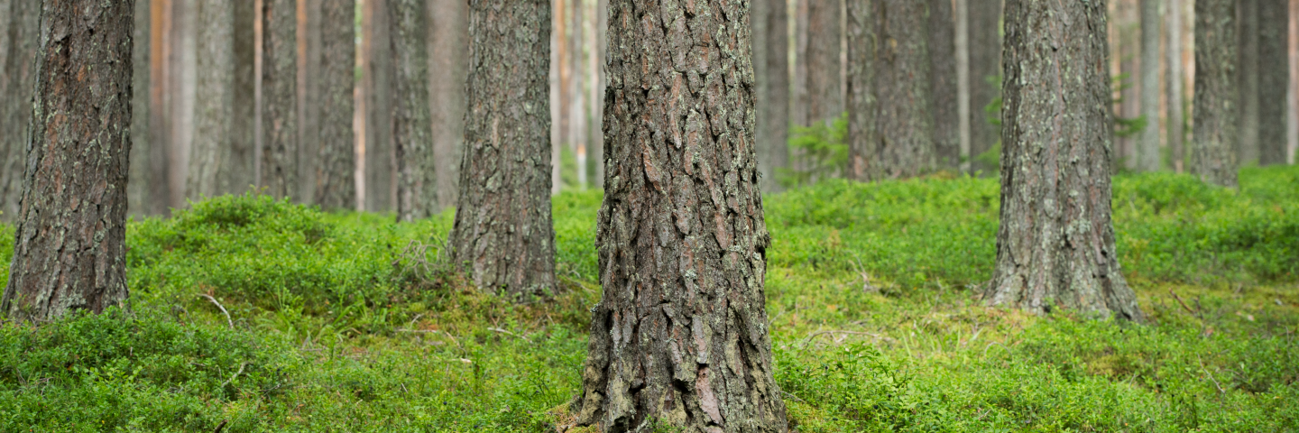 Swedish forest, SCA Skog, SCA Forest Products