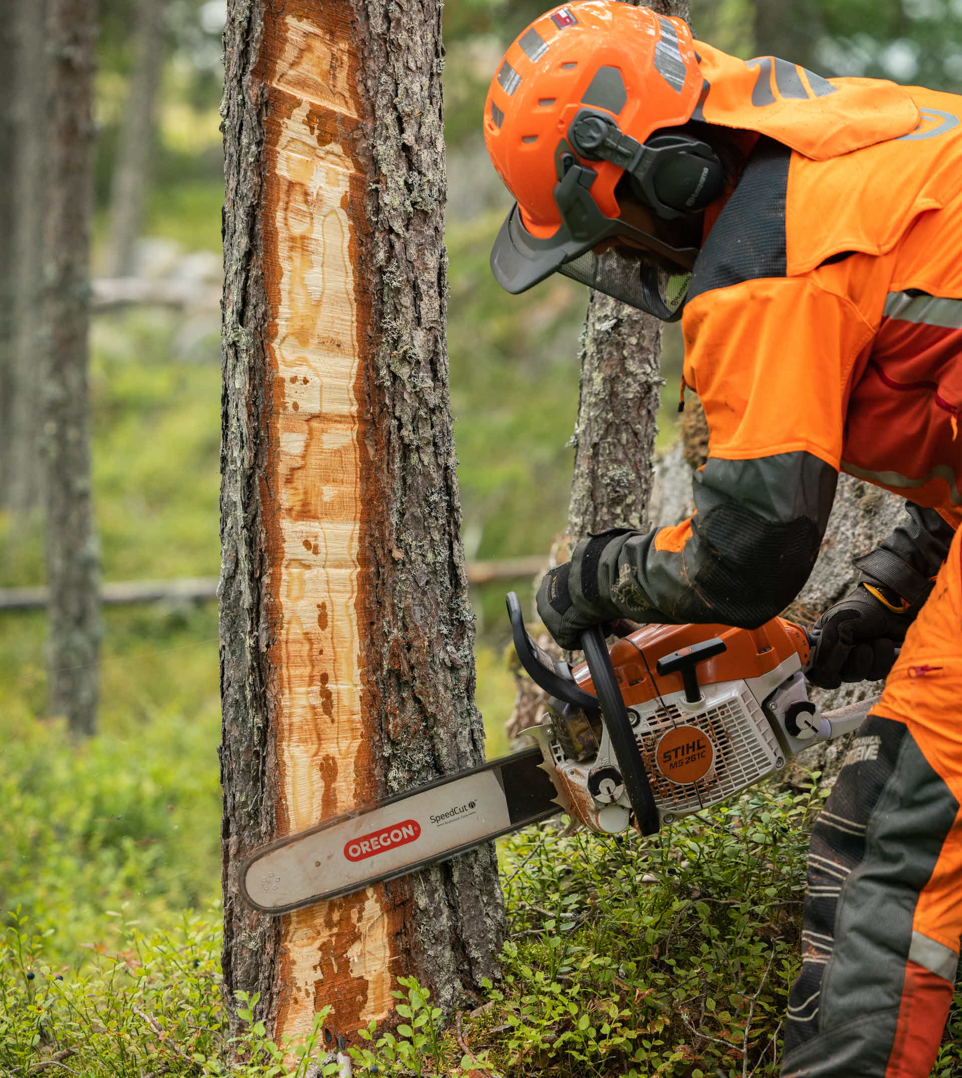 En man som katar en tall med motorsåg