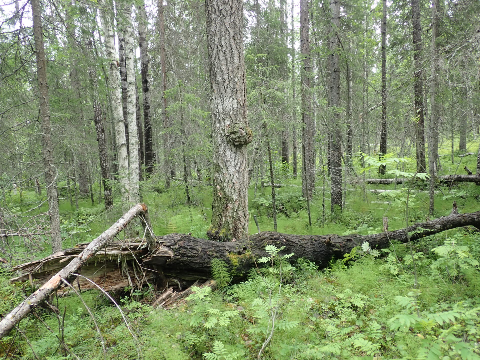 Livsmiljö för karelsk barkfluga