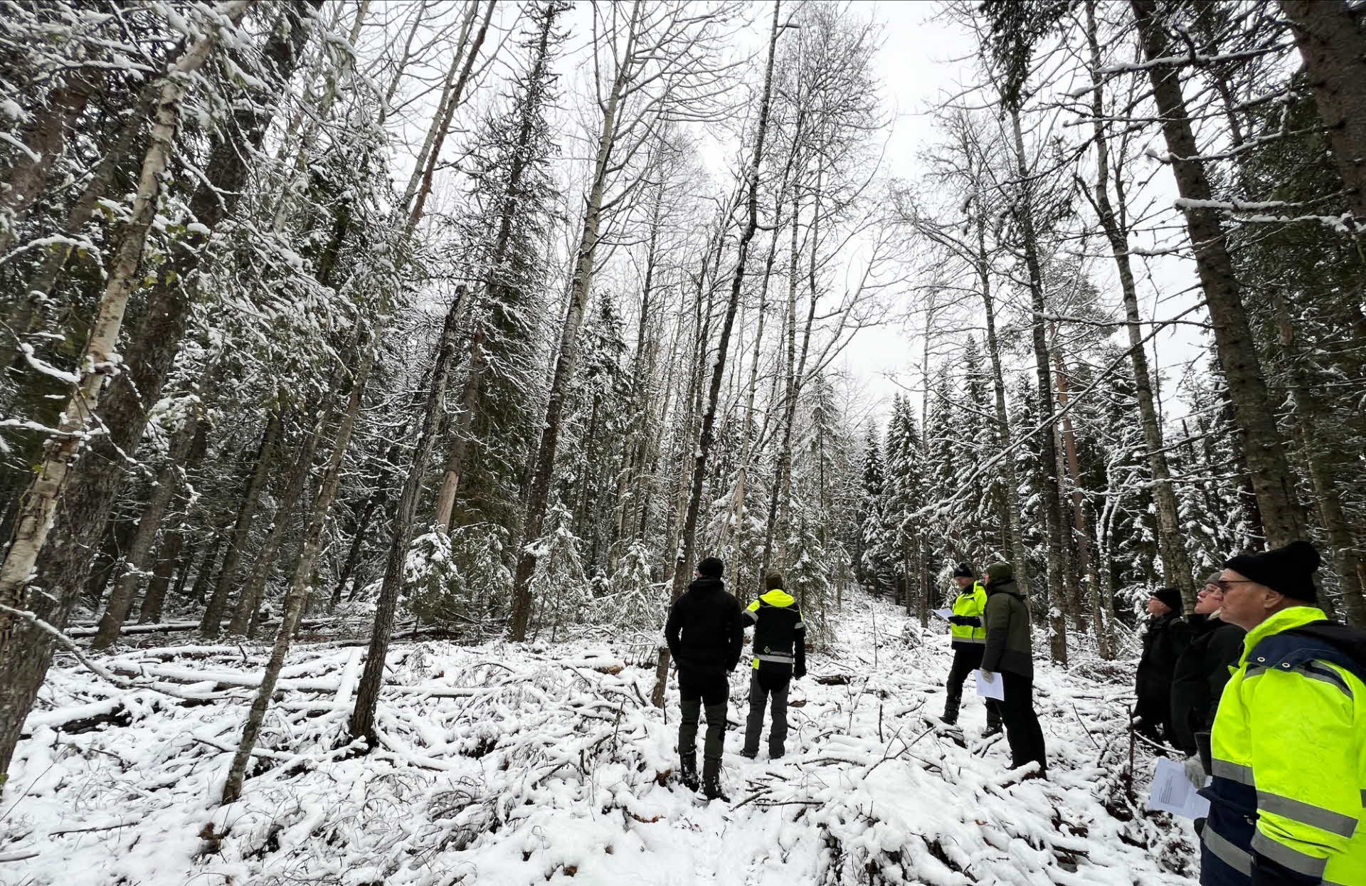 Plockhuggning i granskog