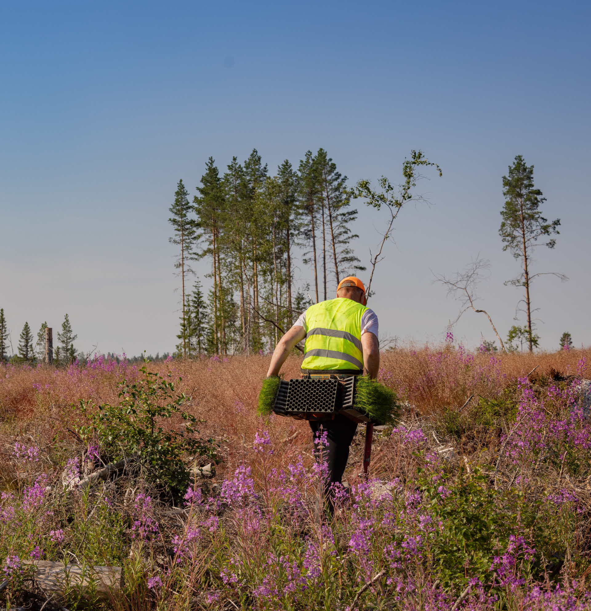 Plantör som planterar plantor