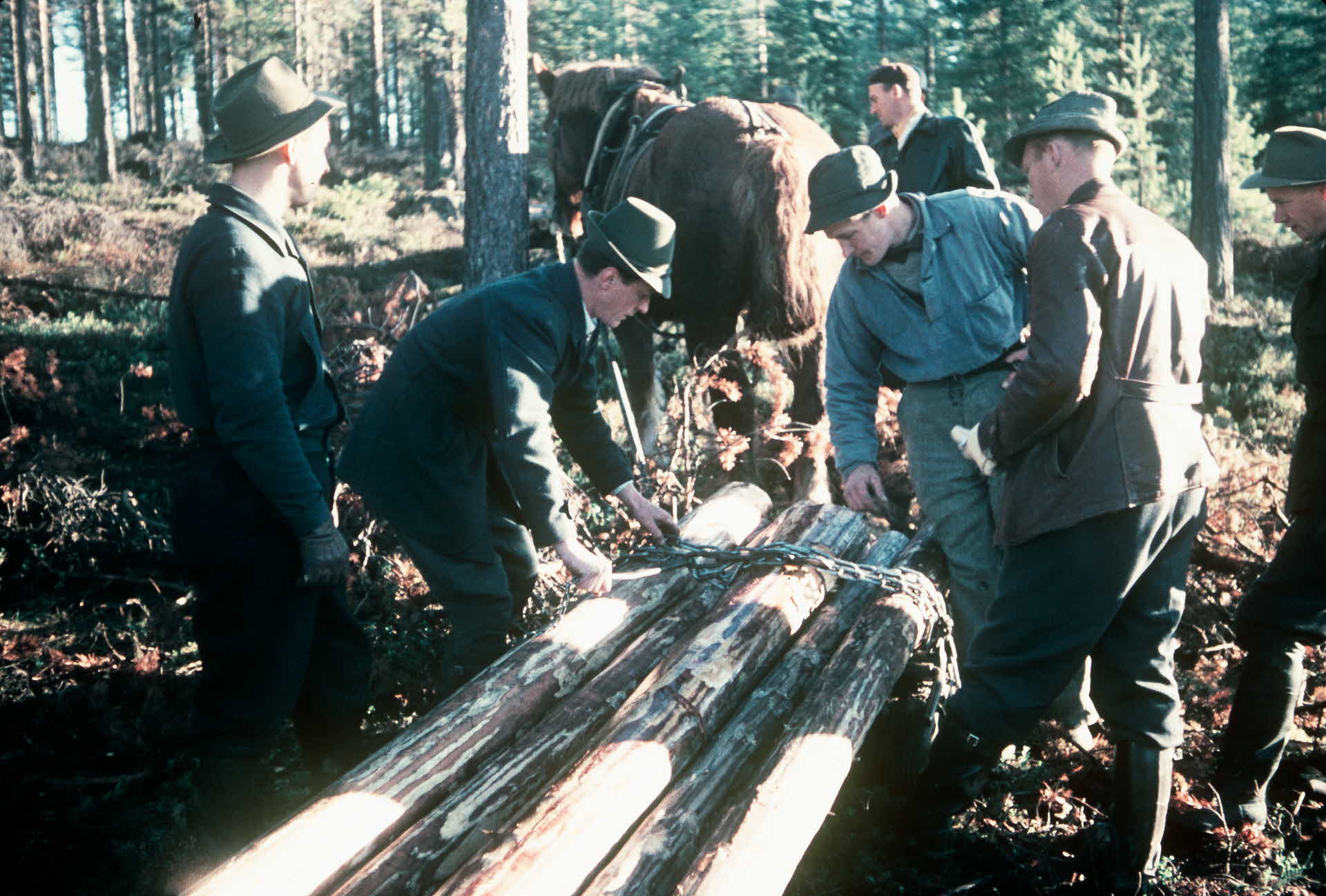 forestry in the 1950s