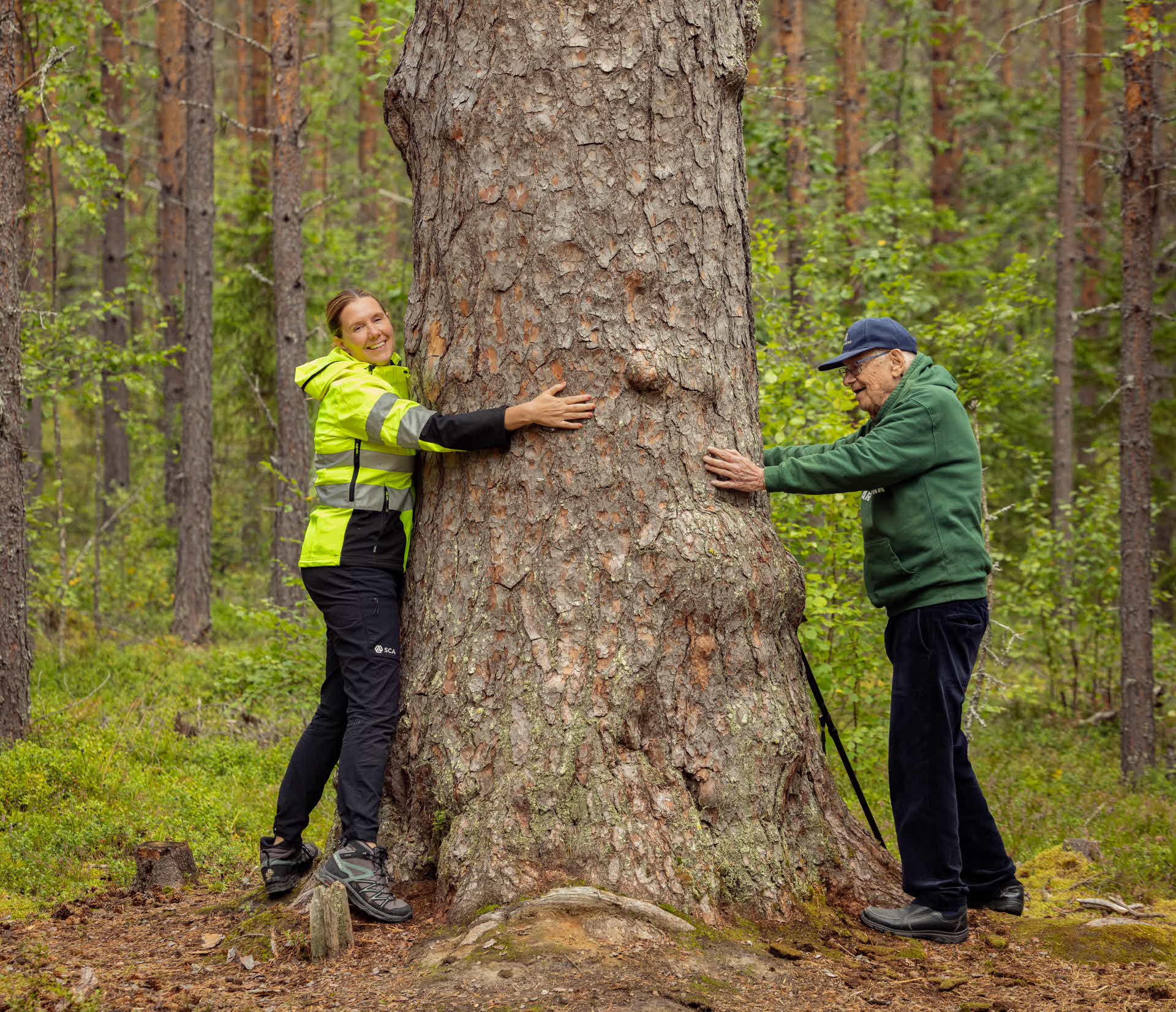 Cathrine Jonsson from SCA and Sven Elfving embraces the largest pine