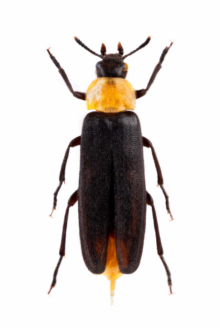 Phryganophilus ruficollis