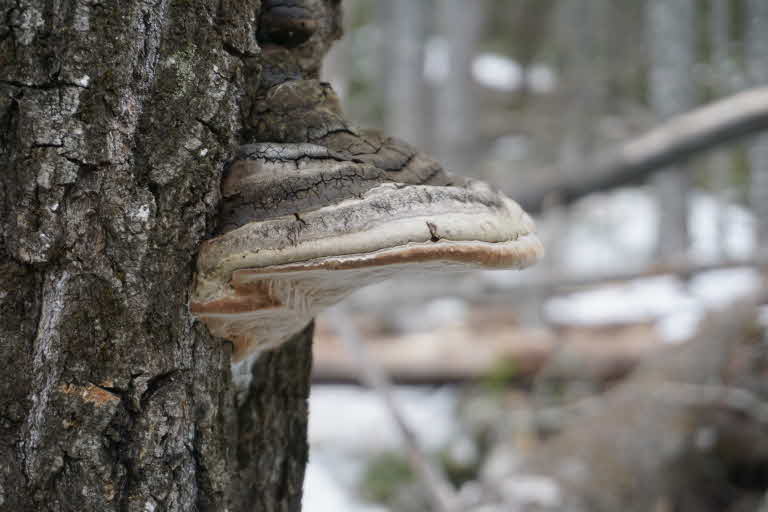 Phellinus populicola