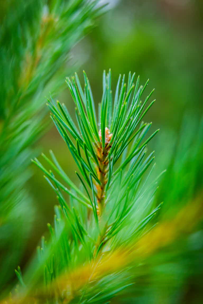 Pine twig