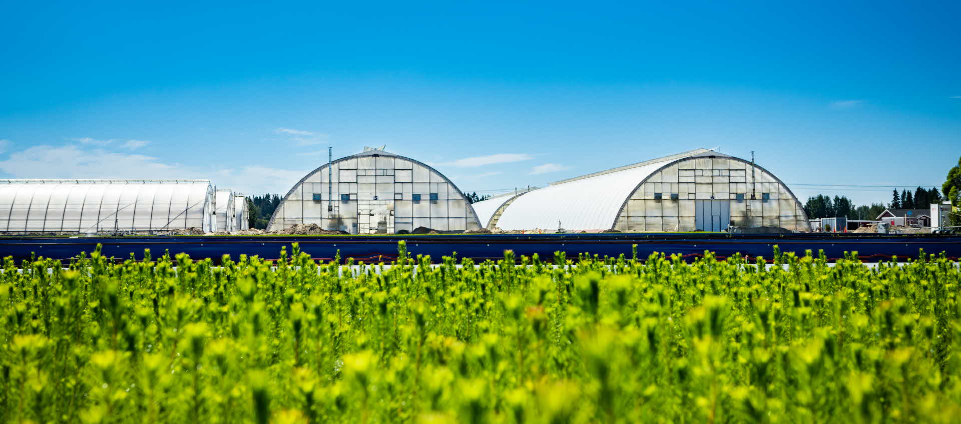 Västhus och plantor på SCA NorrPlant