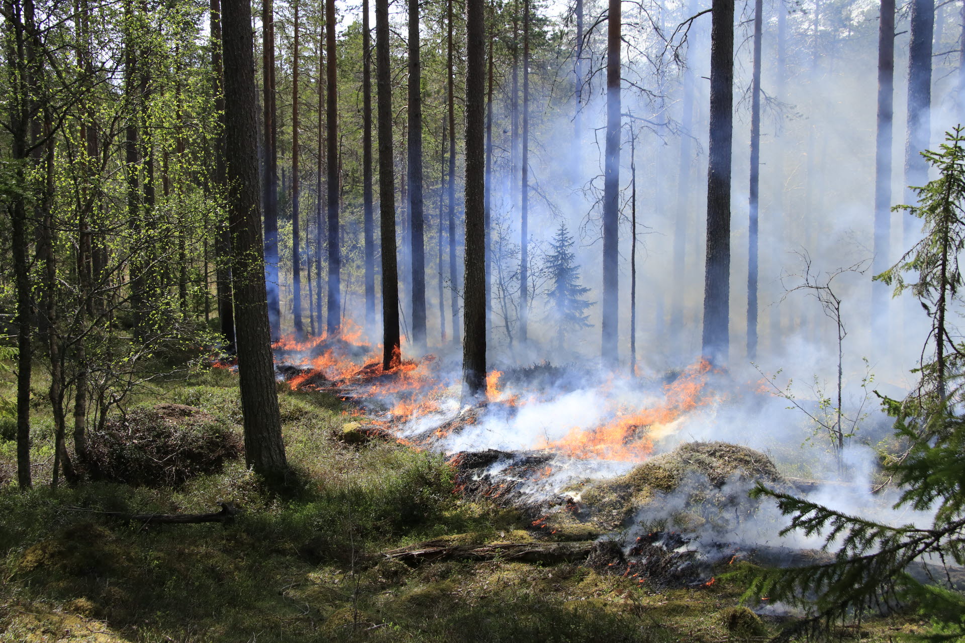  Burning forests – for nature’s best