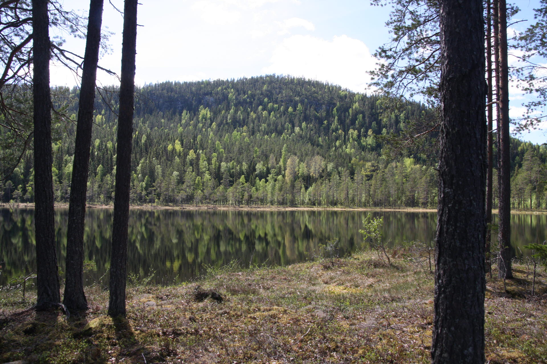Vällingsjö urskog
