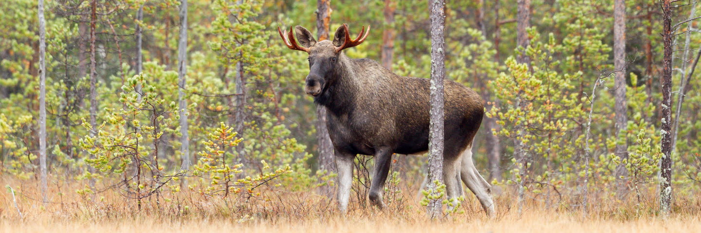Älgtjur i skogen, moose bull in the forest