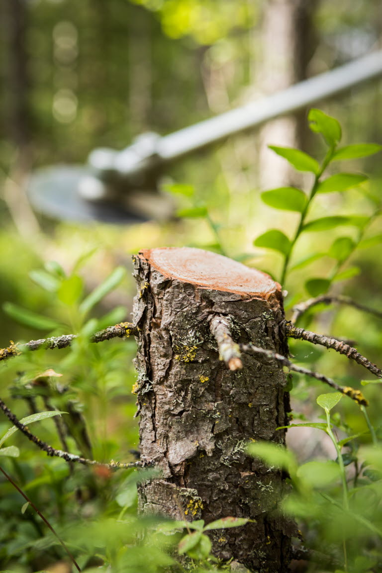 pre-commercial thinning