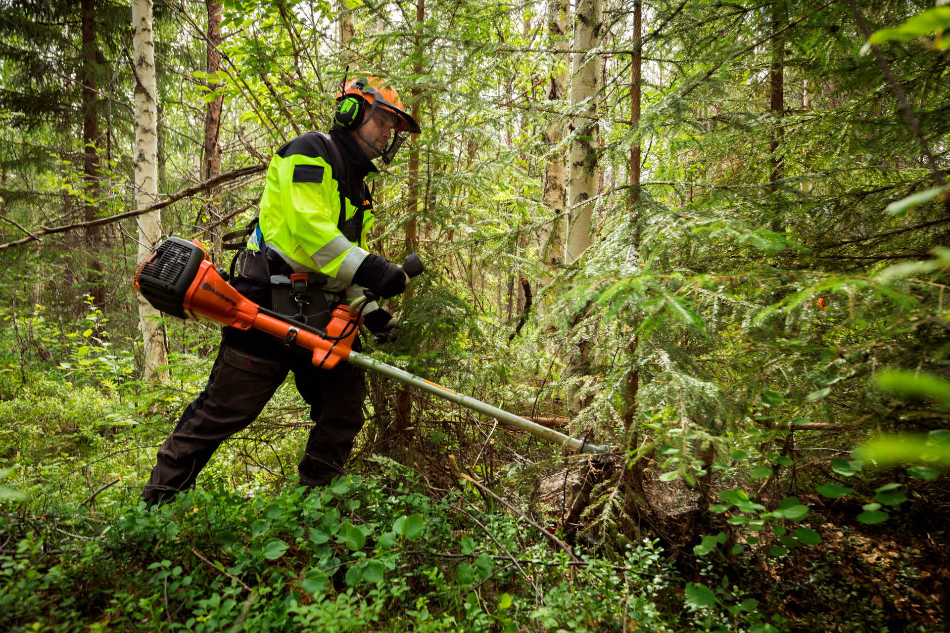 Röjning i skogen. 