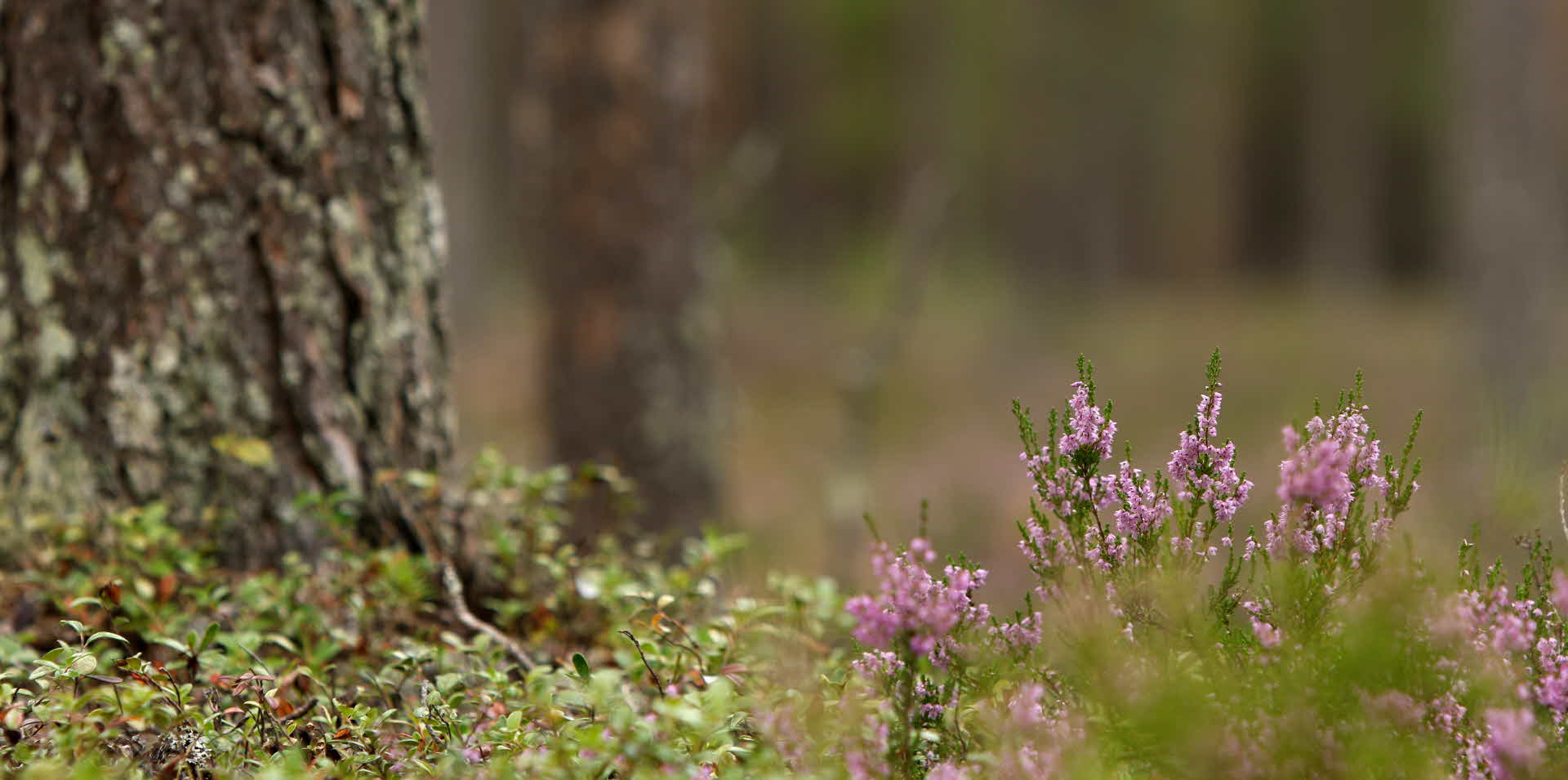 Close Up on pink flowers with a pine in the background.