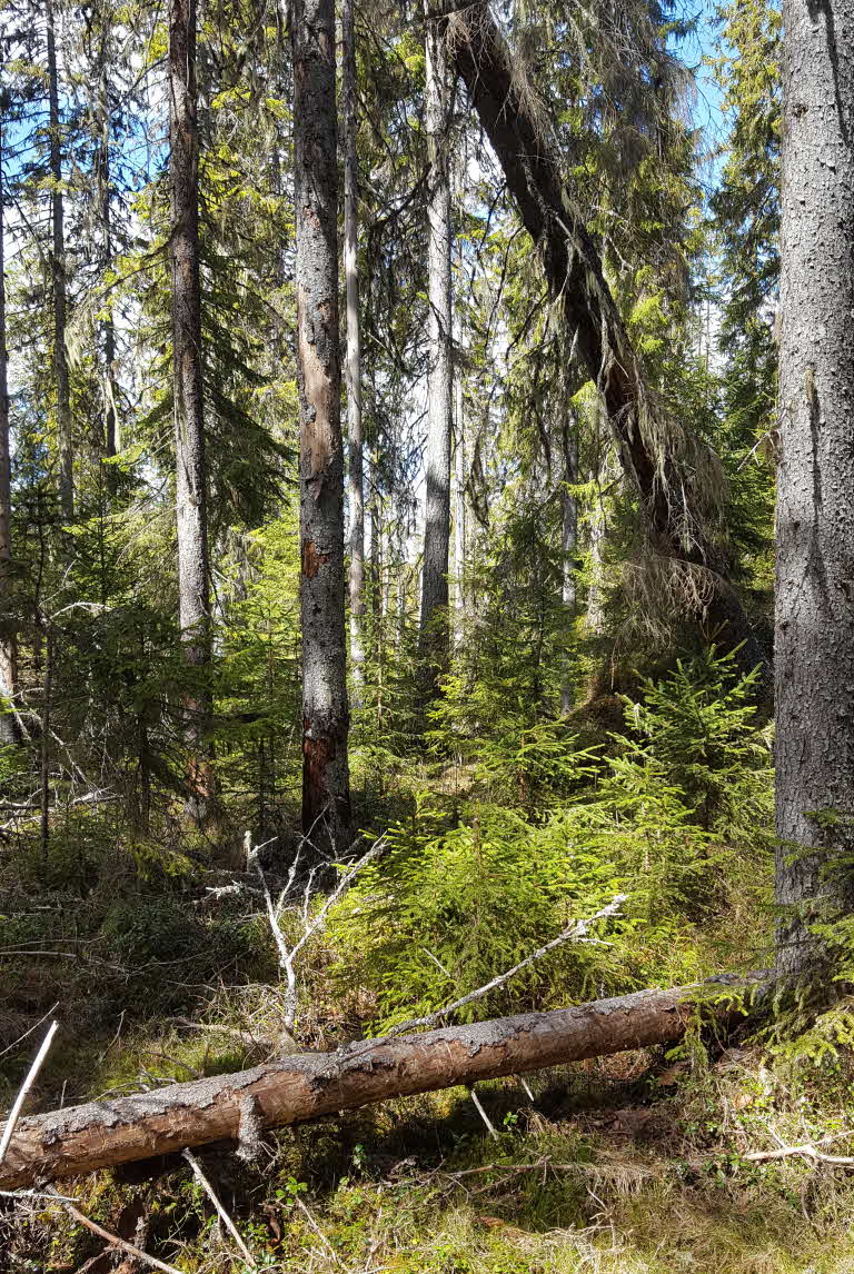 Granskog med träd i olika generationer