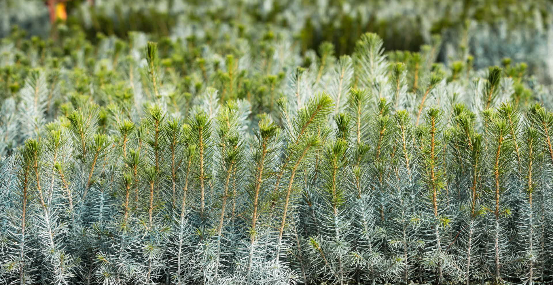 Seedlings with Hylosafe, SCA's protection against beetles