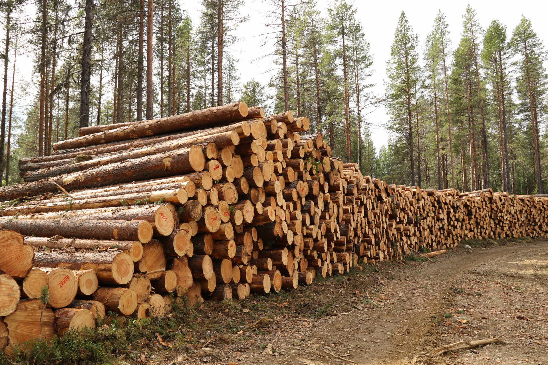 Virkesvälta längs väg