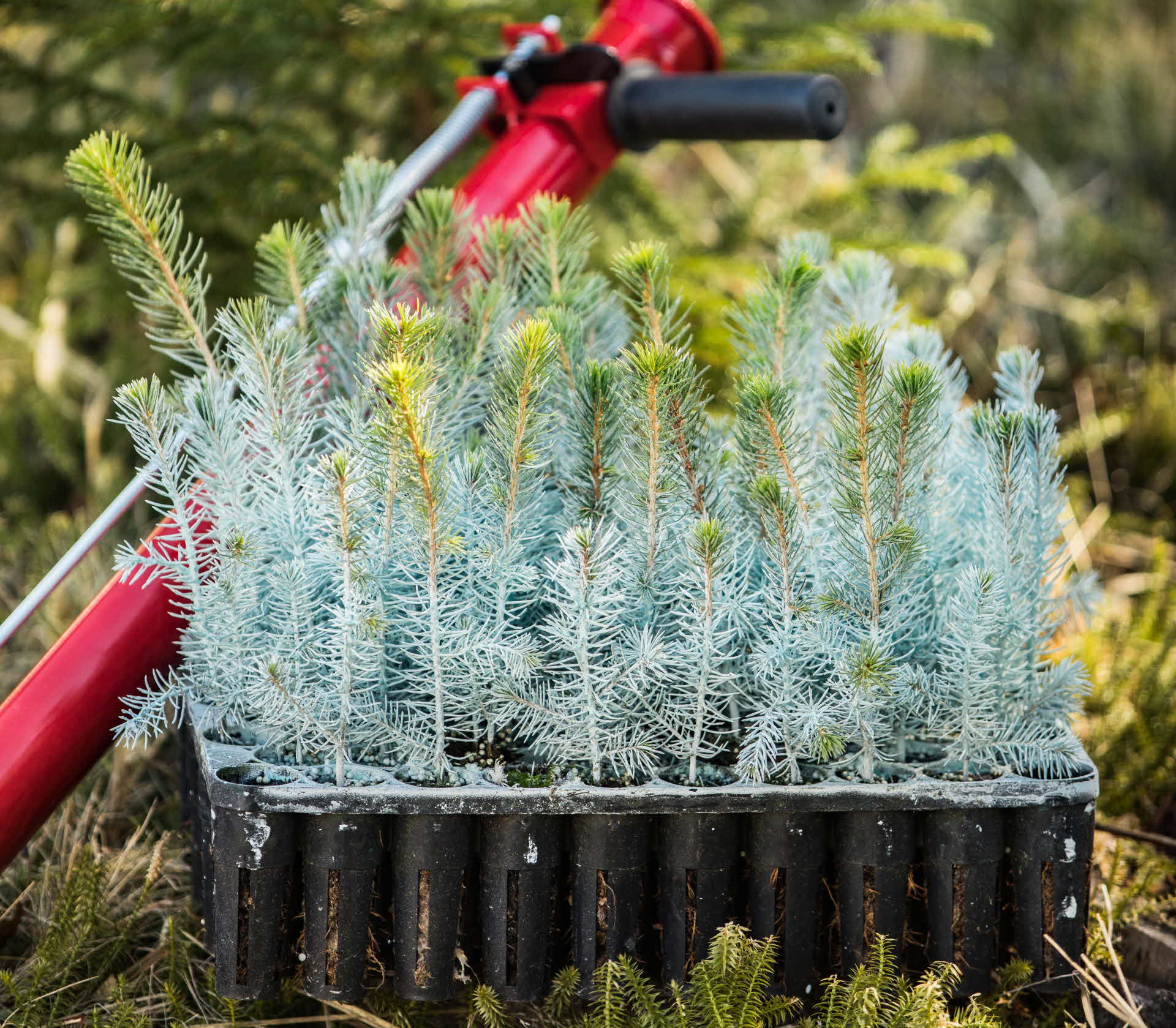 Plantor med Hylosafe