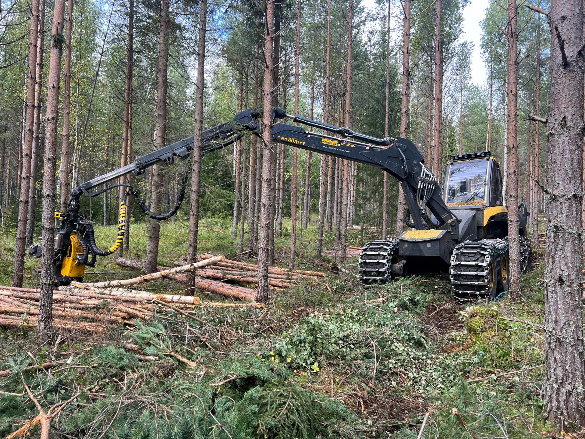 Skördare i arbete i skogen