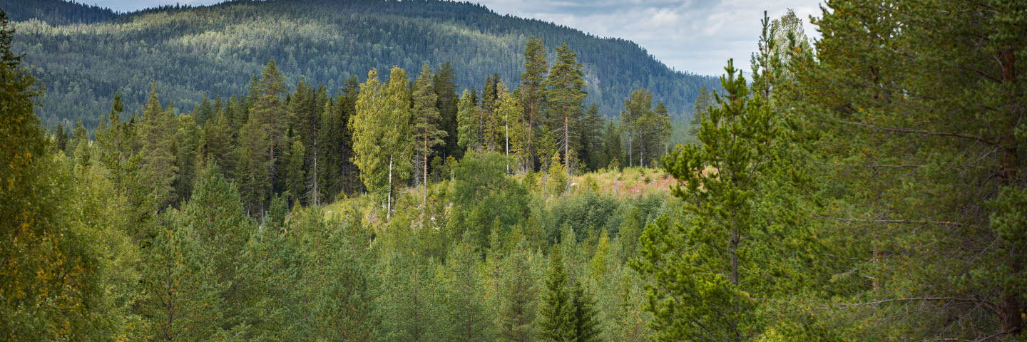 Skogsvy mot avverkat område, forest with a felling area