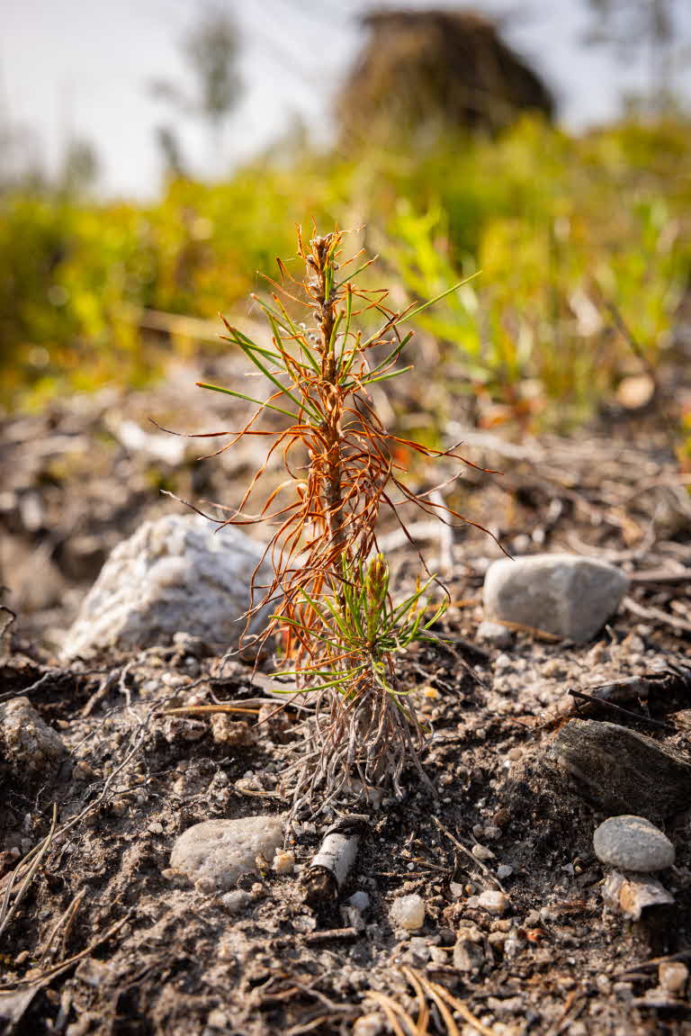 Planta med viss skada från torka