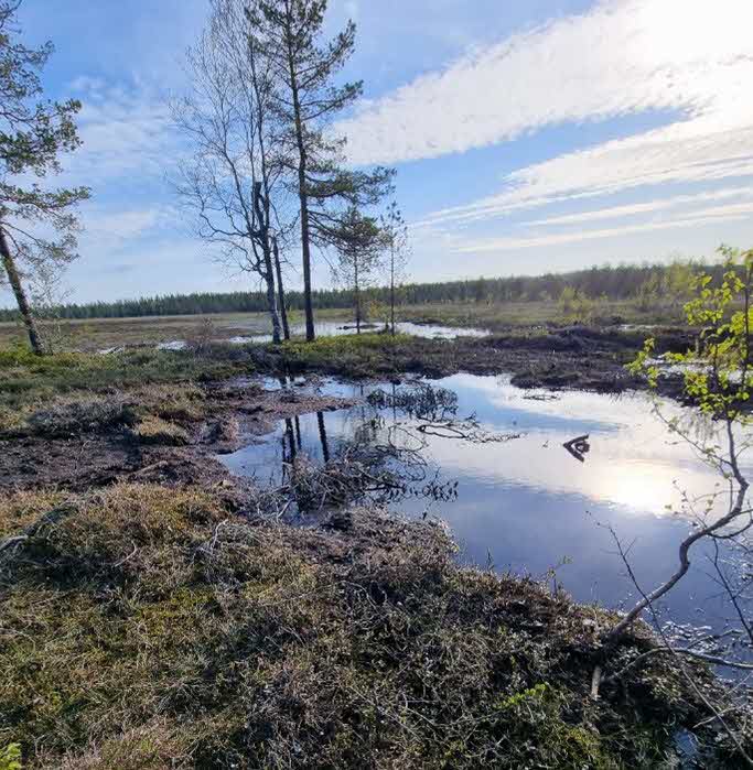 Stentjärnsmyrens dämning