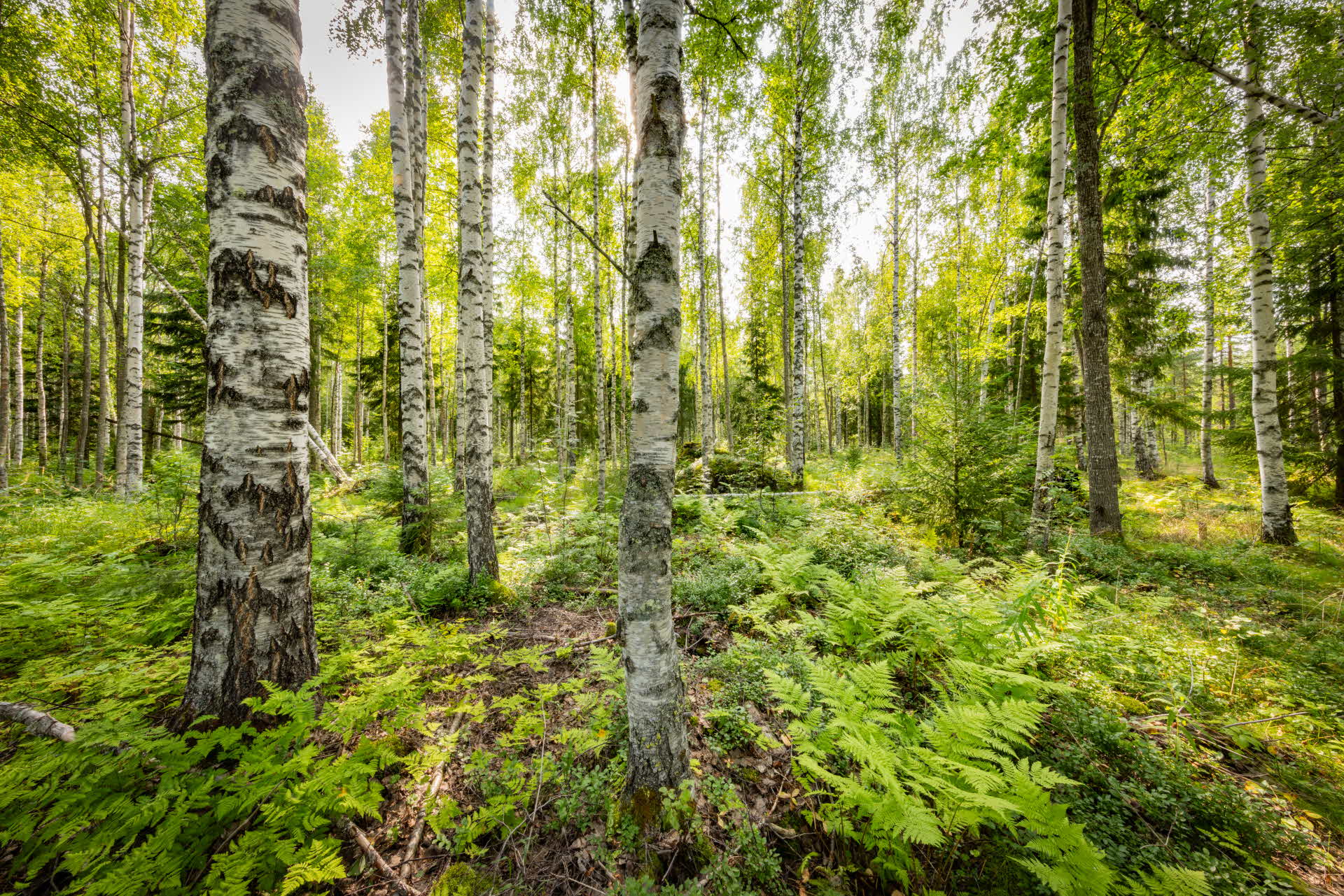birch forest