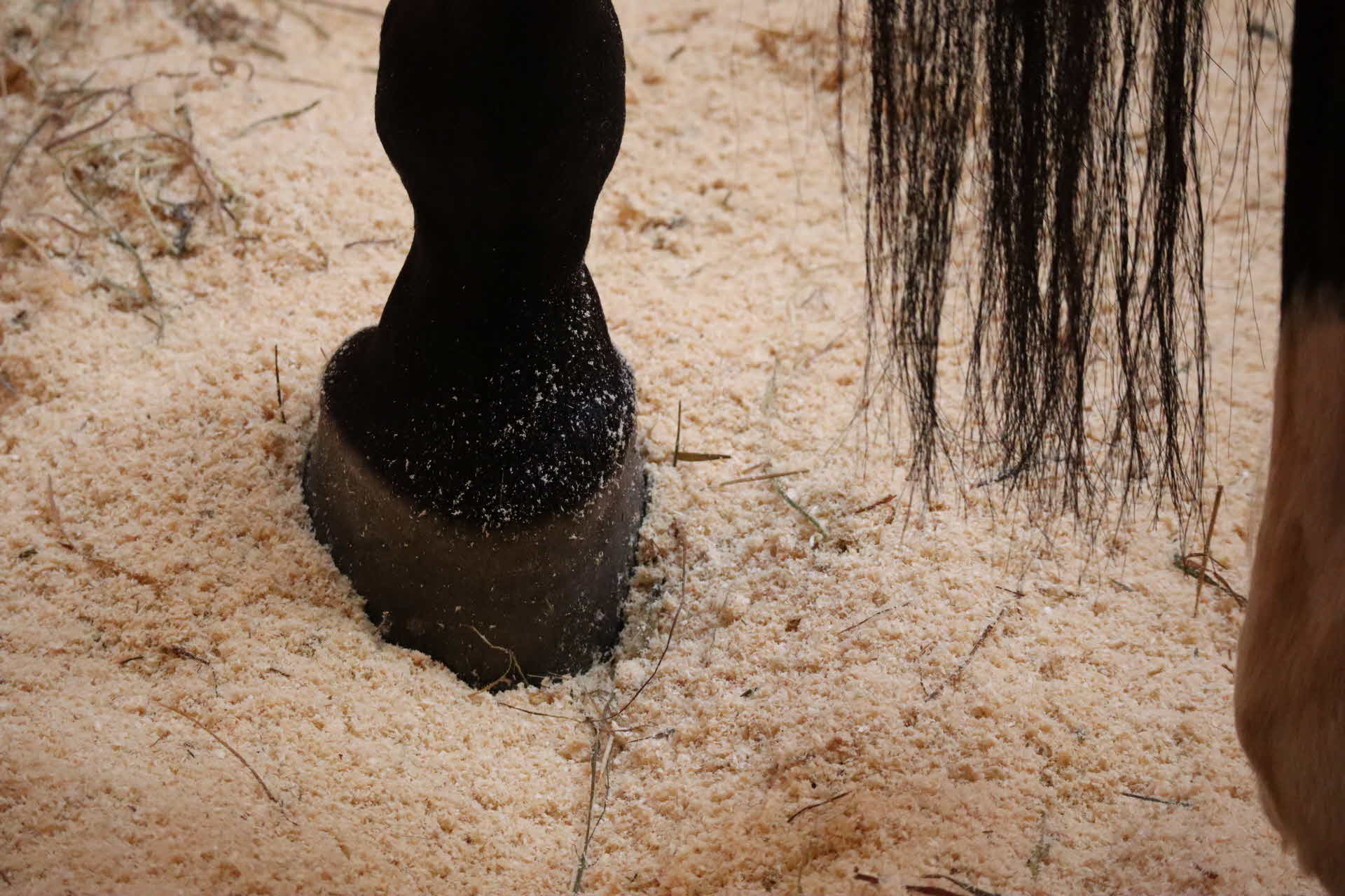 En hästs hov i pelletsspån