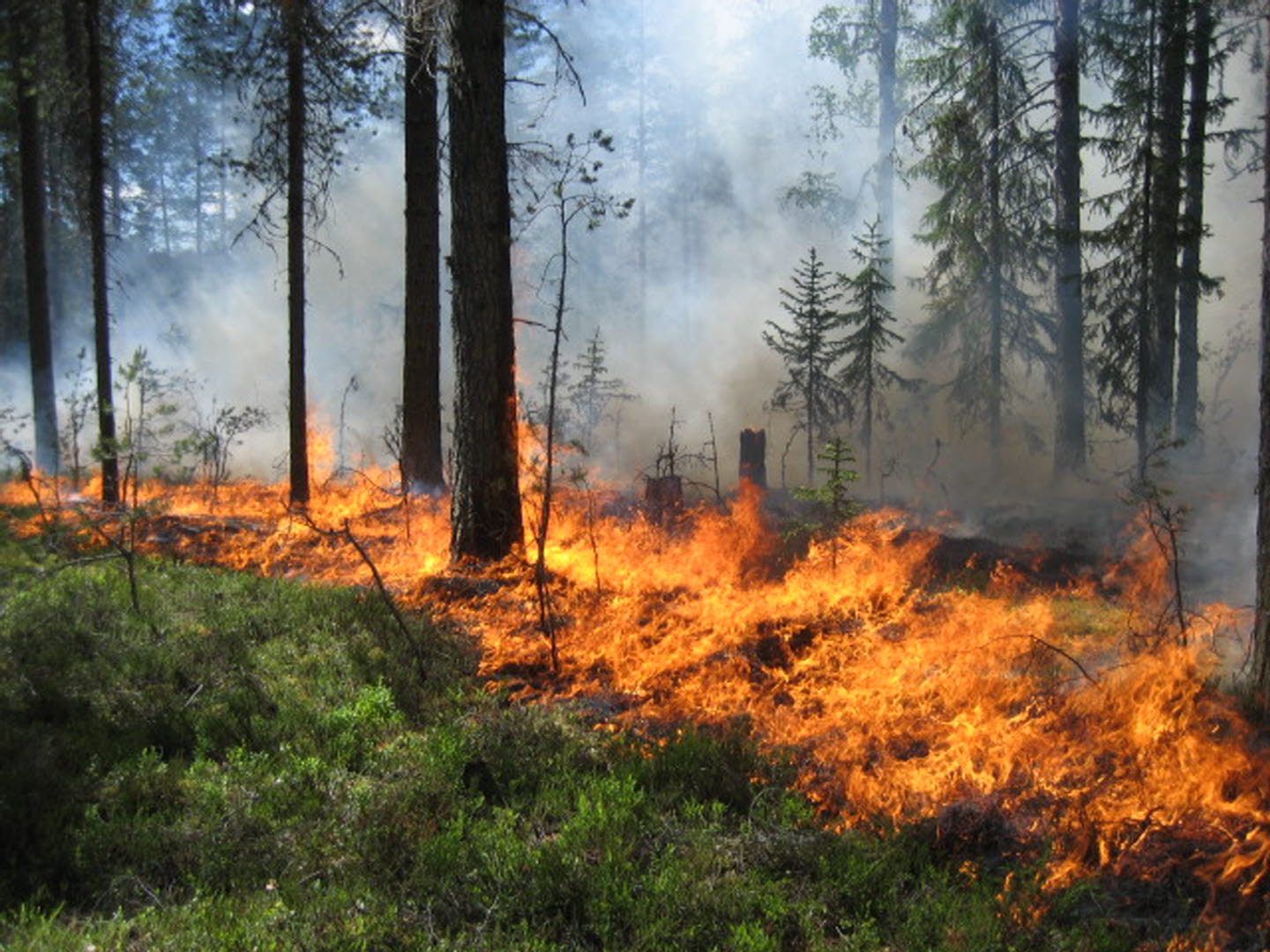 Natruvårdsbränning i Pimptjärnsmon, Sörgraninge mångfaldspark