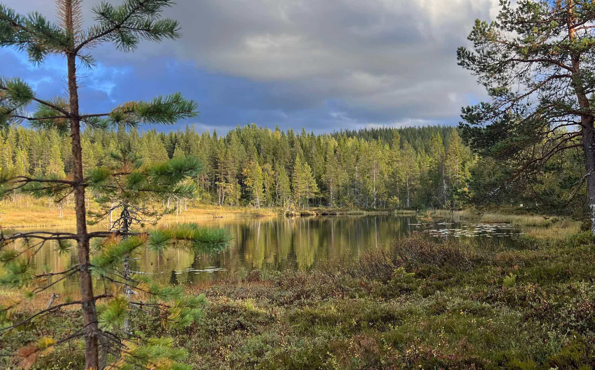 Vy över tjärn i skogen