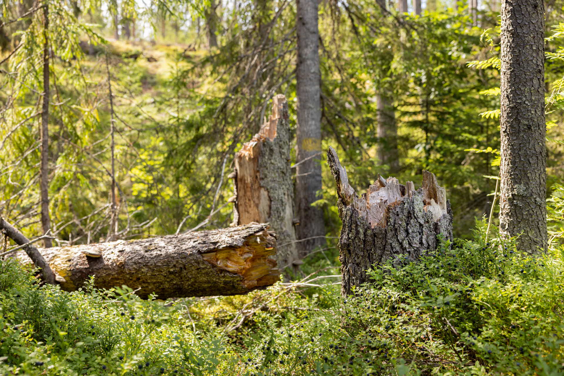 dead wood in the forest